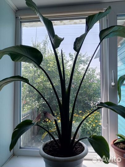 Стрелиция регина