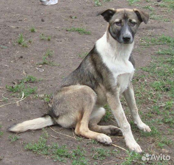 Тори в добрые руки