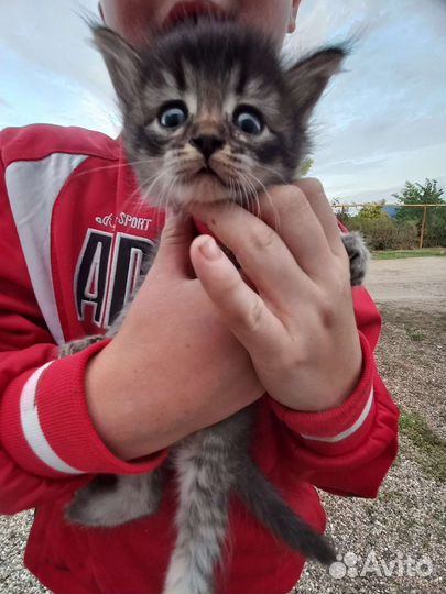 Британская кошка в дар