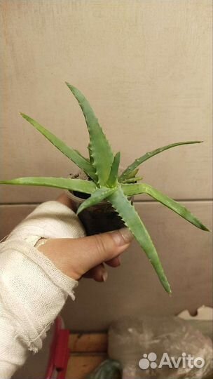 Алоэ лечебный