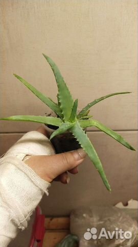 Алоэ лечебный