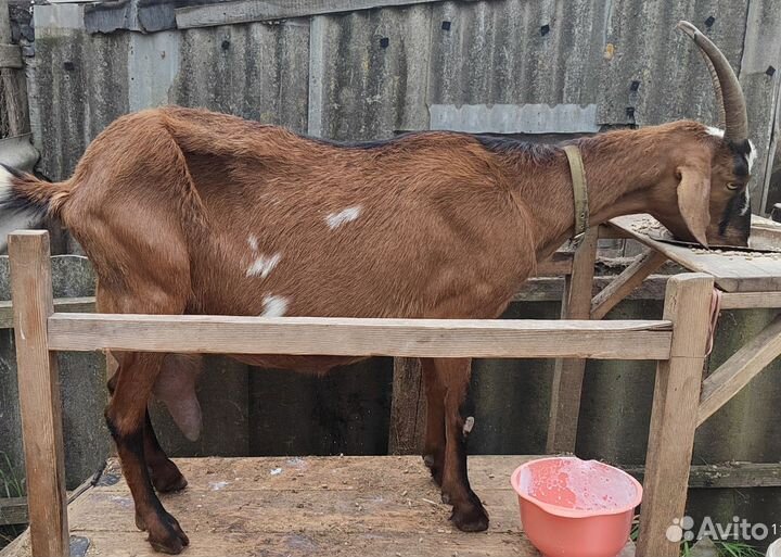 Коза козленок Чешская