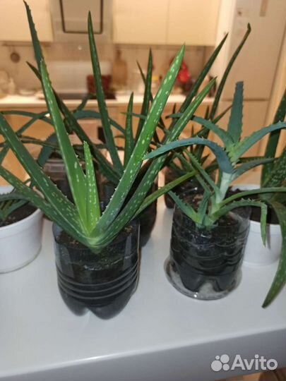 Лечебный алоэ алое алой