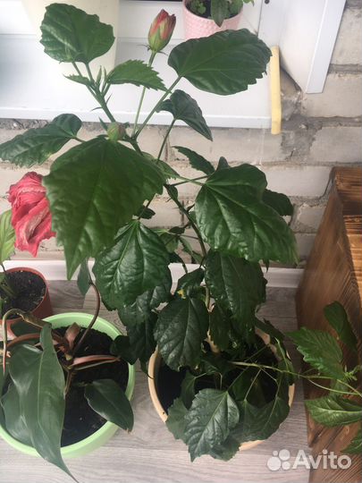 Гибискус в горшке