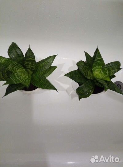 Сансевиерия