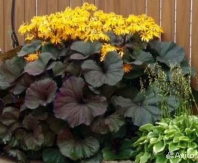 Бузульник зубчатый цветущий