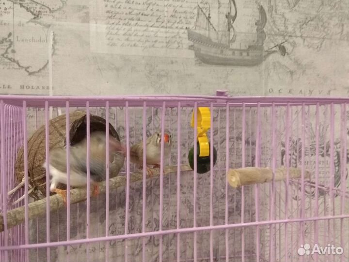 Пара амадины