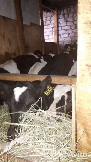 Бычки,телушки