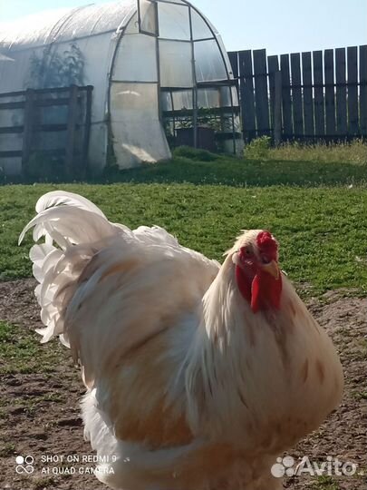 Брама лимонная