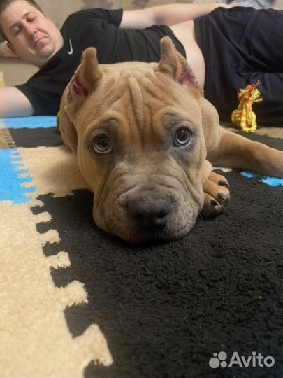 Американский булли стандарт щенок