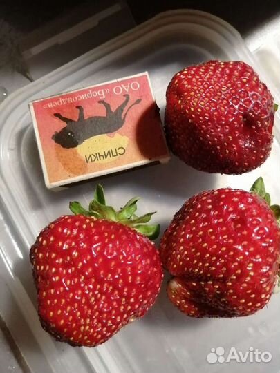 Продам рассаду