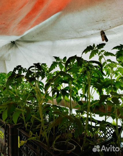 Рассада помидор, капусты, перца, баклажан