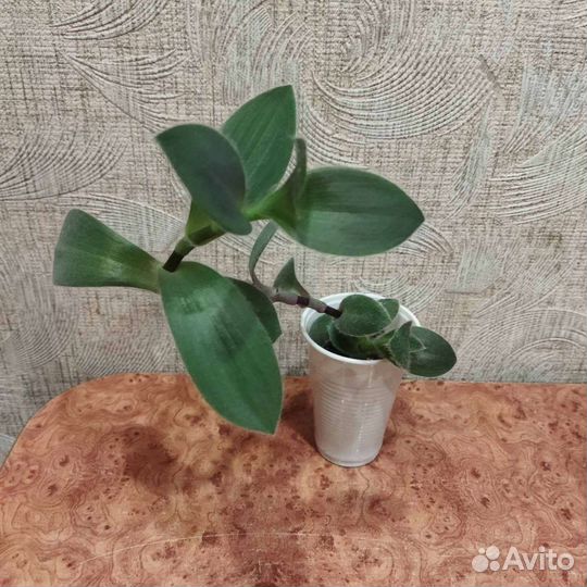 Традесканция