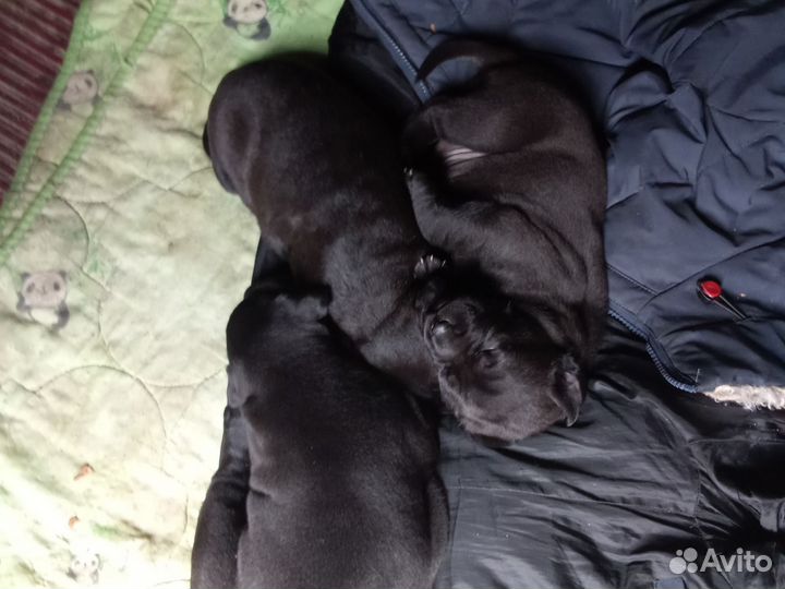 Щенки стаффорда