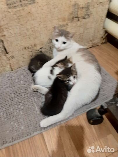 Котенок в дар бесплатно