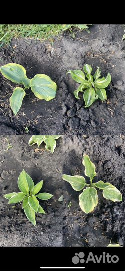 Хосты (большие хосты)