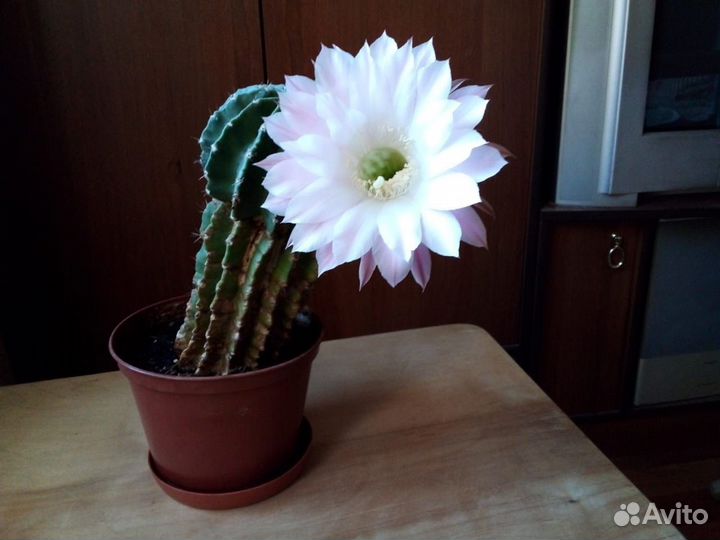 Кактус цветущий в горшке