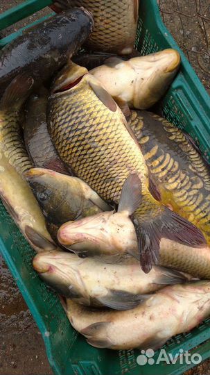 Форель, речная рыба в ассортименте