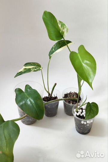 Растения наборами