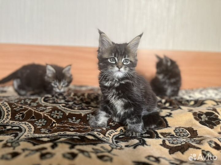 Котята мейн-кун