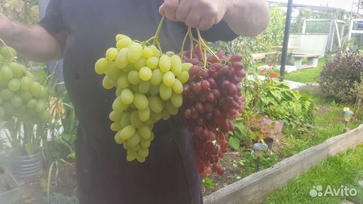 Саженцы винограда