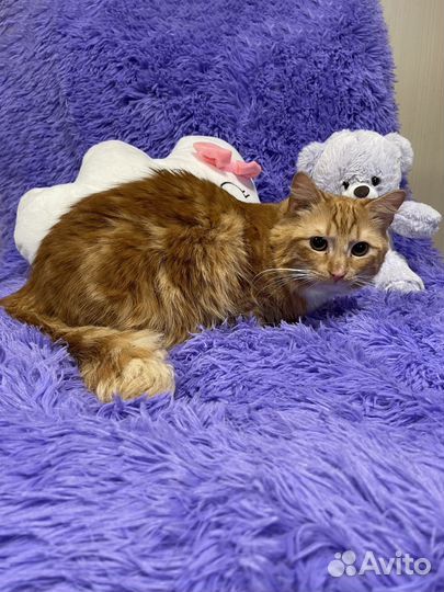 Кот в добрые руки бесплатно