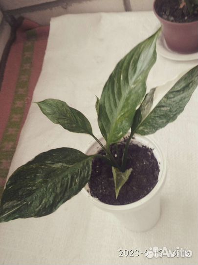 Спатифиллум