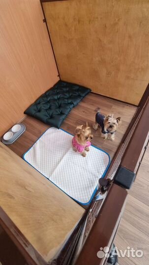 Зоогостиница для собак