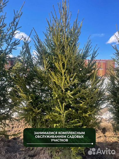 Ель обыкновенная, крупномер