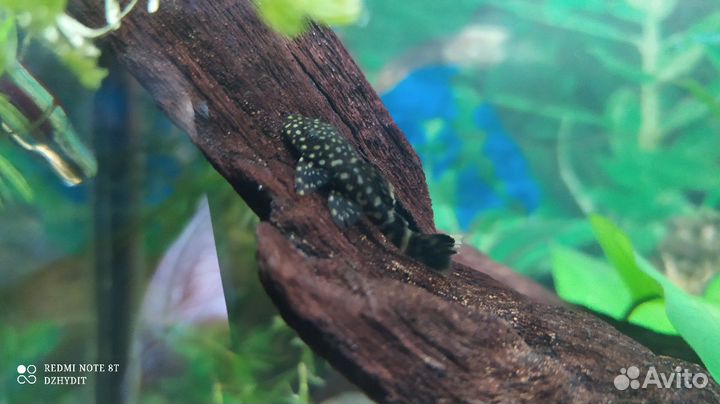 Рыбки живородящие,сомики, креветки