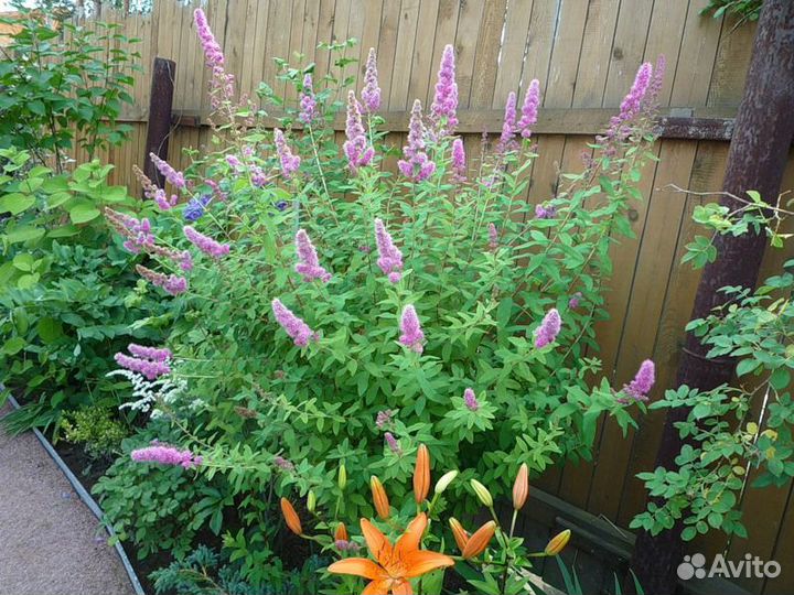 Спирея Билларда розовая