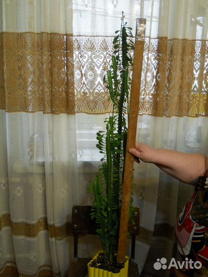 Кактус трёхгранный молочай