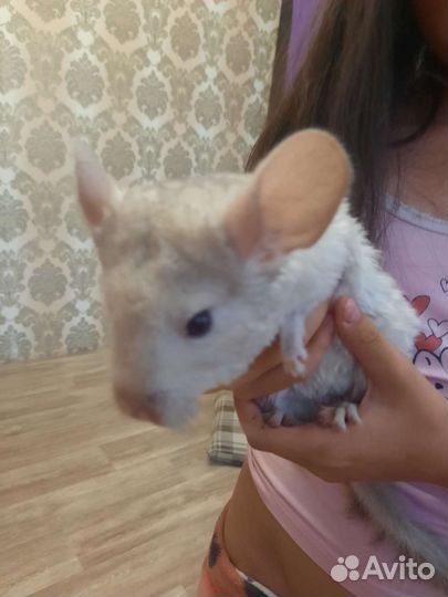Шиншилла