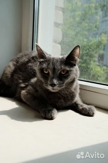 Серая кошечка