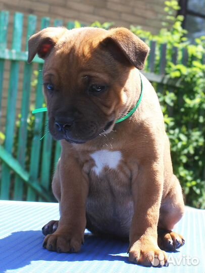 Стаффордширский бультерьер Щенки