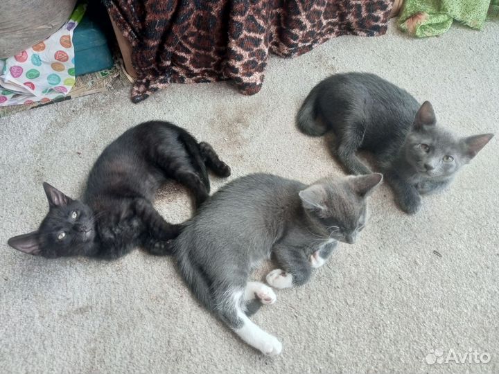 Котята в добрые руки