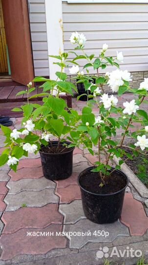 Туя Даника(шар). Жасмин крупн. Гейхера