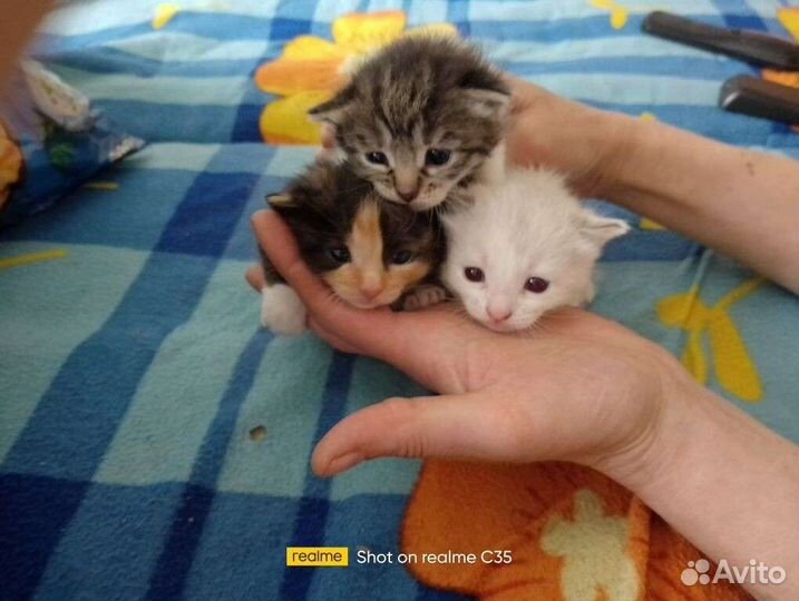 Кошка в дар бесплатно