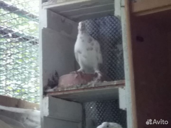 Продажа голубей