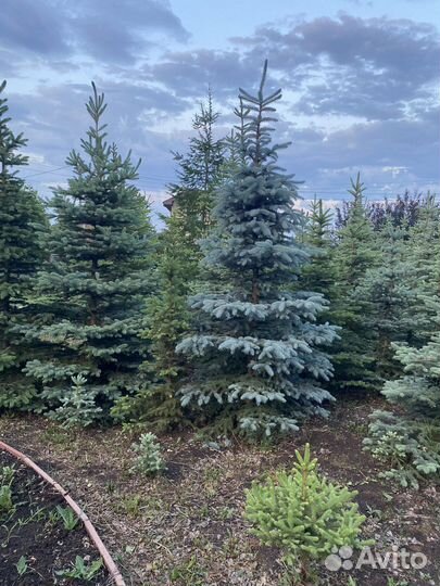 Голубые ели