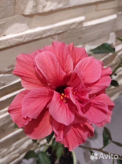 Гибискусы сортовые