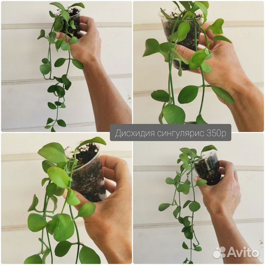 Дисхидия овата сингулярис