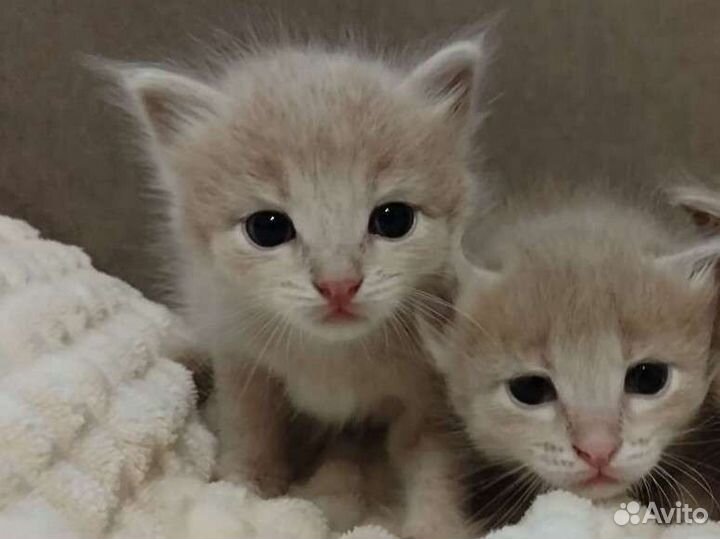 Котята мальчики