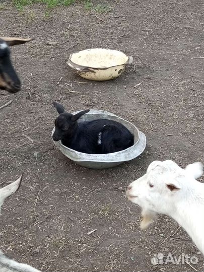 Дойный козы