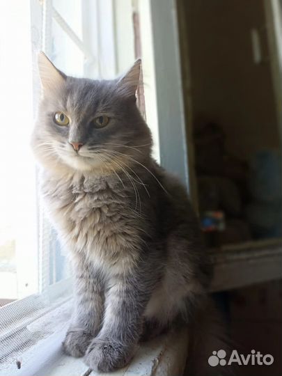 Кошка в дар бесплатно