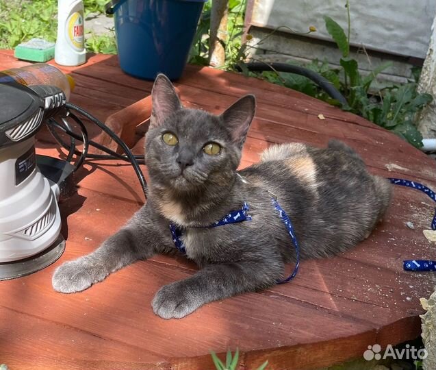 Кошка котёнок