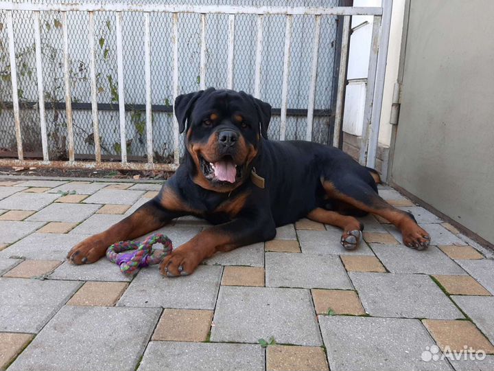 Приглашение на случку