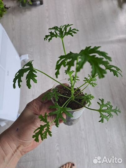 Пеларгонии