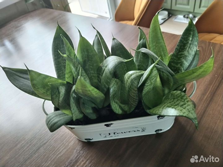 Сансевиерия, монстера, Дефинбахия, сцендапус