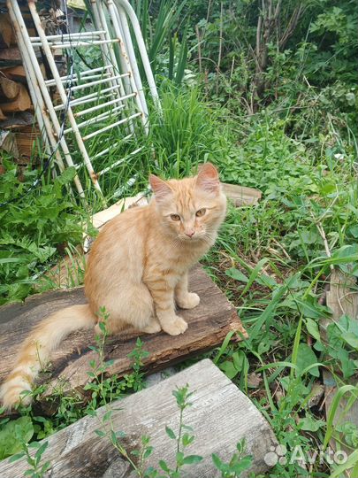 Отдам котика 4месяца в добрые руки